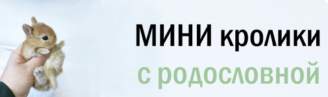 ПОДАРОК