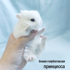 купить бенгала