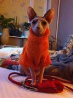 Сфинкс в свитере "Апельсин"
